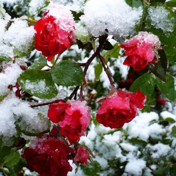 Meet your Posher ππ₯°ππ₯°π - Picture 7 of 8